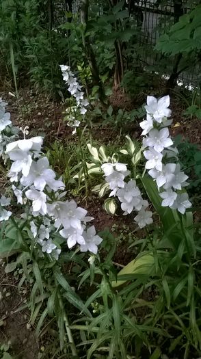 WP_20160521_09_18_10_Pro - Flori de gradina 2016