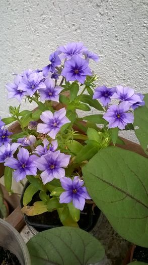 WP_20160529_17_16_47_Pro - Flori de gradina 2016