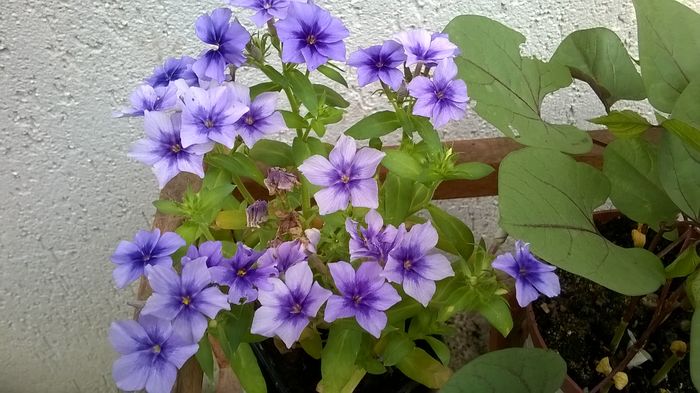 WP_20160529_17_17_02_Pro - Flori de gradina 2016