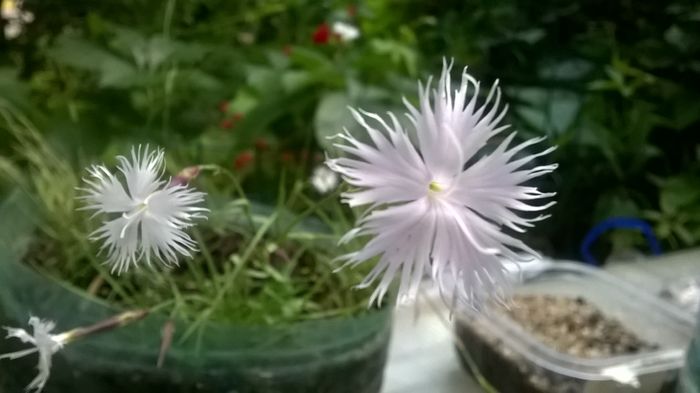 WP_20160527_19_38_38_Pro - Flori de gradina 2016