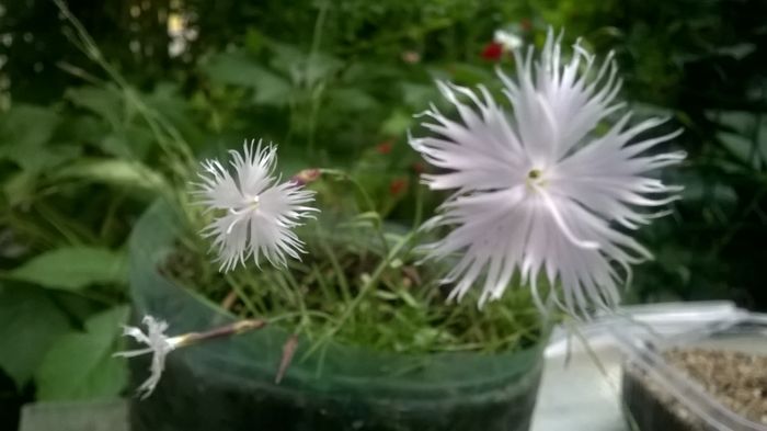 WP_20160527_19_38_58_Pro - Flori de gradina 2016