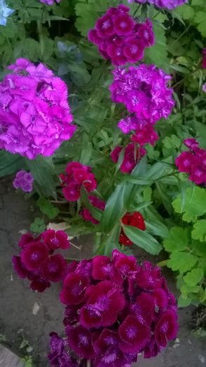 WP_20160527_20_13_11_Pro - Flori de gradina 2016