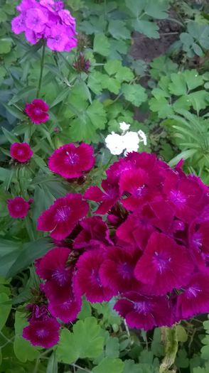 WP_20160520_19_13_26_Pro - Flori de gradina 2016