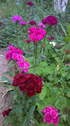 WP_20160520_19_12_54_Pro - Flori de gradina 2016