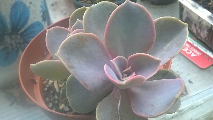 WP_20160612_17_55_49_Pro - Cactusi si suculente 2016