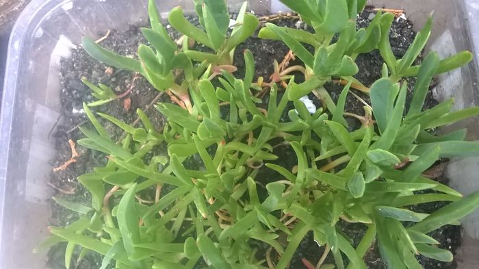 WP_20160612_17_57_56_Pro - Cactusi si suculente 2016