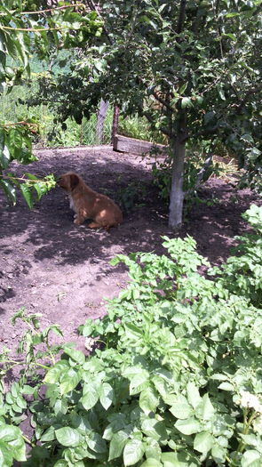 Stau in umbra pomului - Flori de gradina- 2016