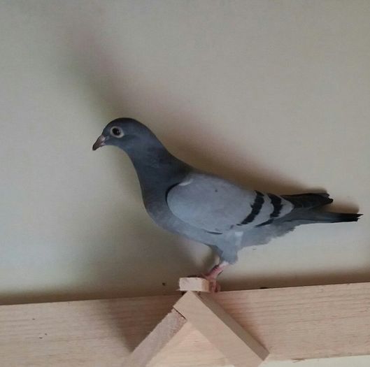 edited_1464208316855