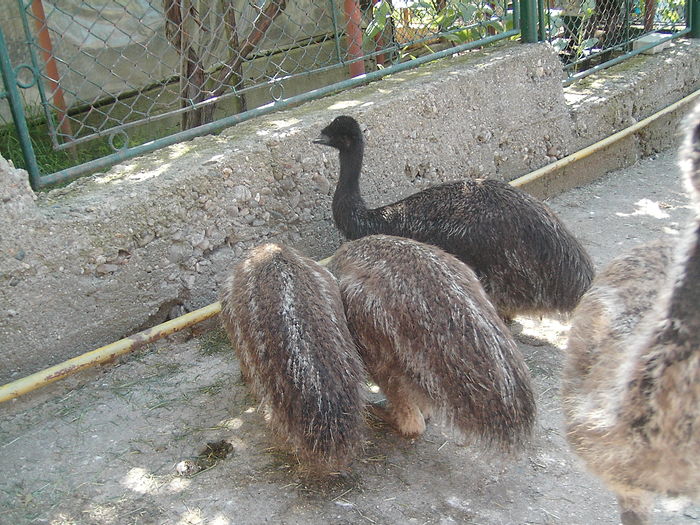 IMG_5597 - STRUT EMU