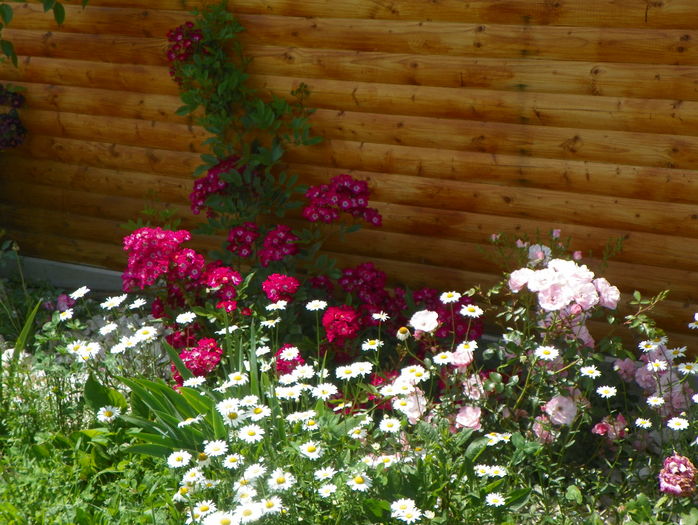 Red Ballerina, Bonica si margarete