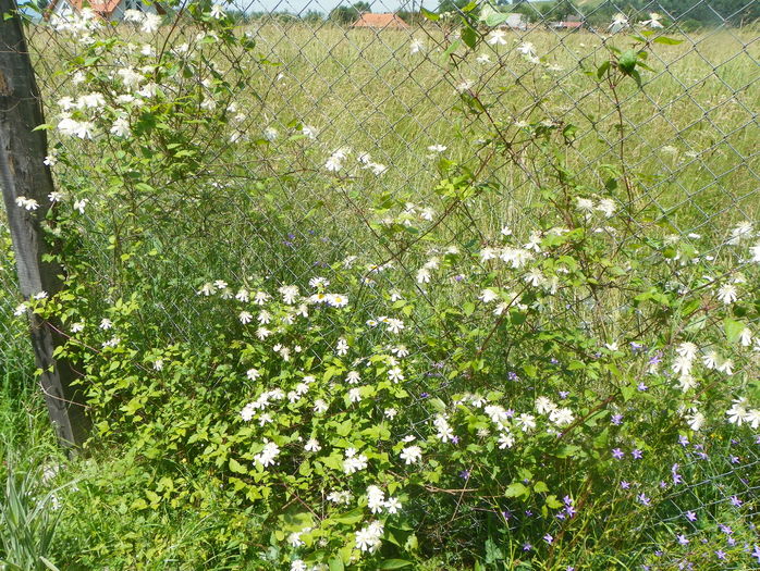 clematis Summer Snow