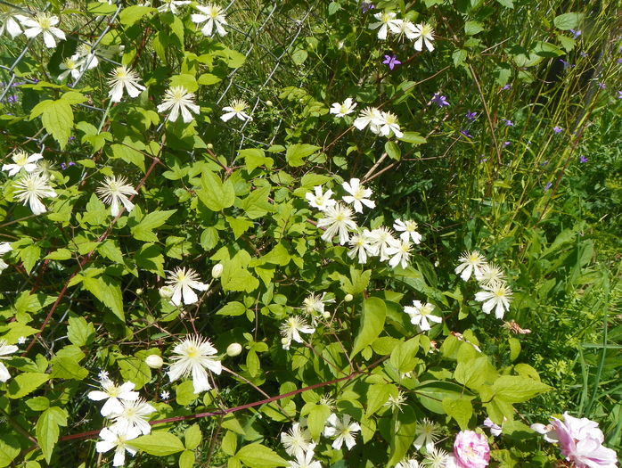 clematis Summer Snow