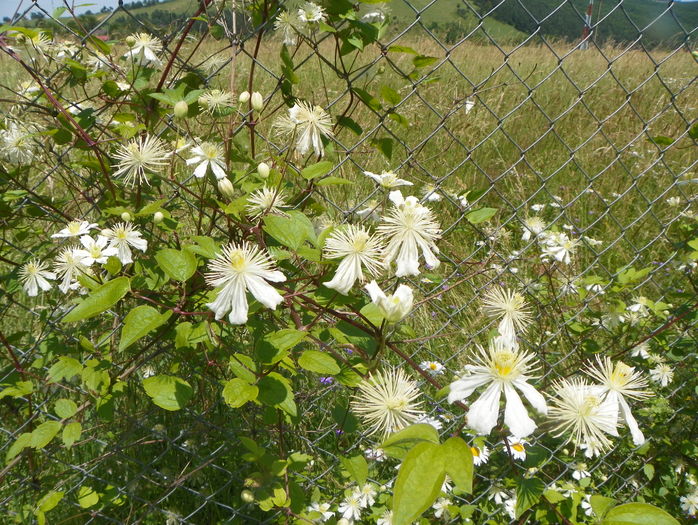 clematis Summer Snow