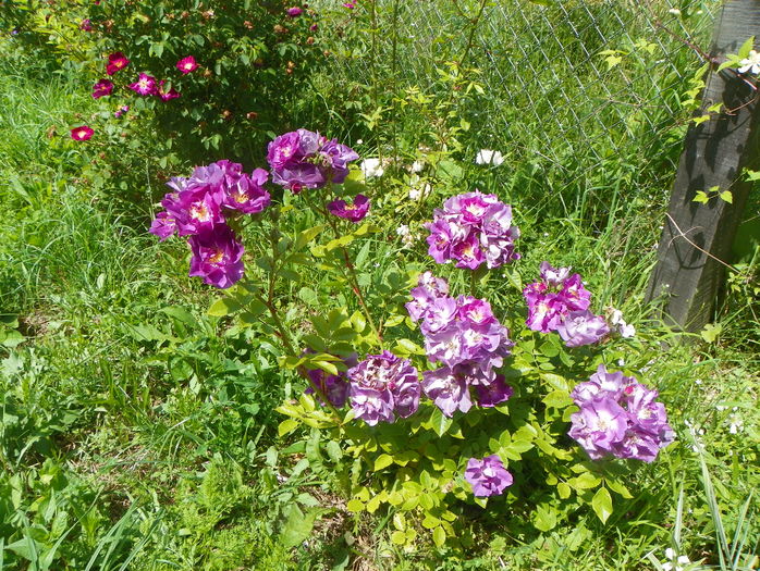 Chewbluemore si Violacea