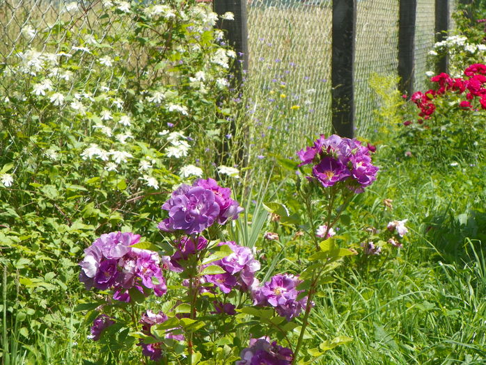 Chewblumore si clematis Summer Snow
