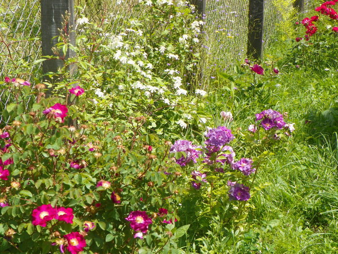 Chewbluemore si Violacea