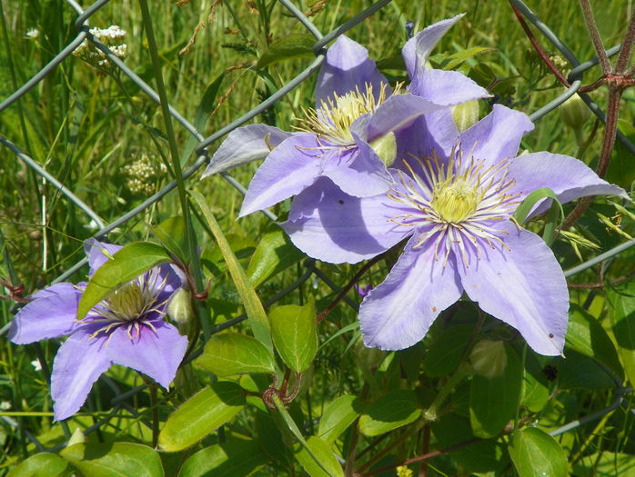 clematis Justa