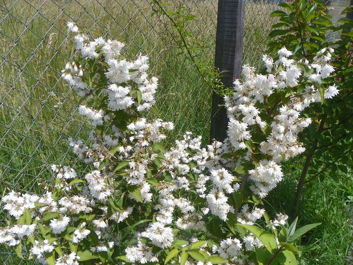 deutzia Codsall Pink