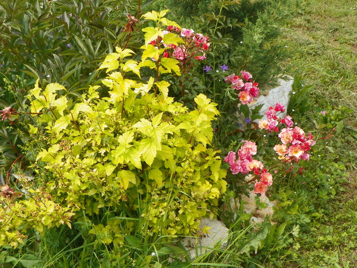 physocarpus Dart's Gold si Jazz - Dobarland 2016 2