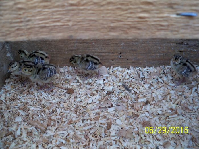 100_5371; pui fazani de 1 saptamana
