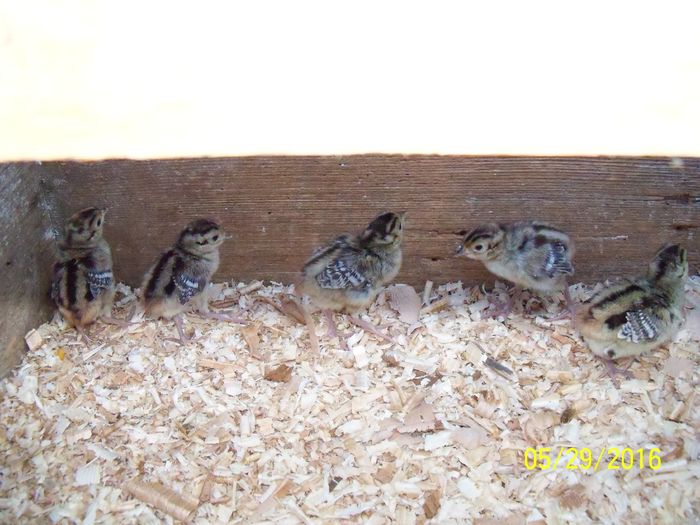 100_5373; fazanei mici
