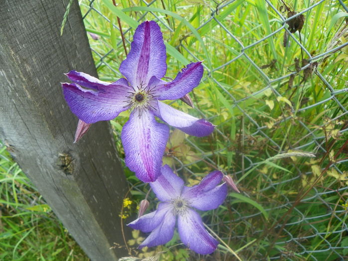 clematis Venosa Violacea