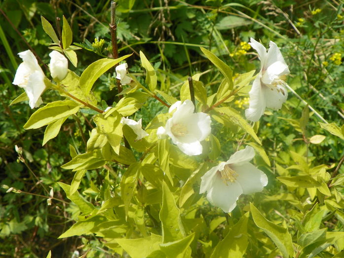 philadelphus Belle Etoile - Dobarland 2016 2