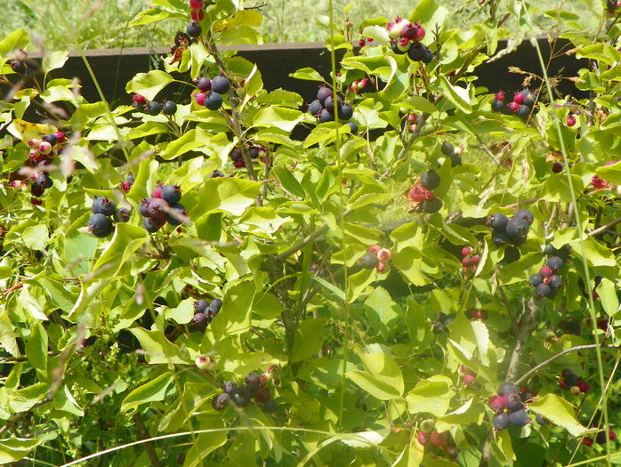 amelanchier lam. Obelisk