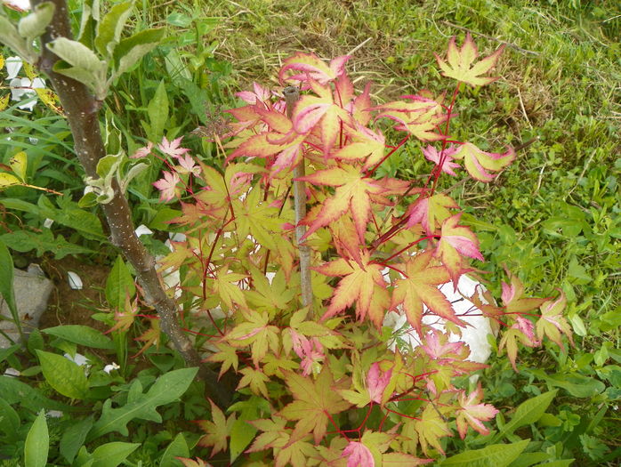 acer palmatum Asahi Zuru