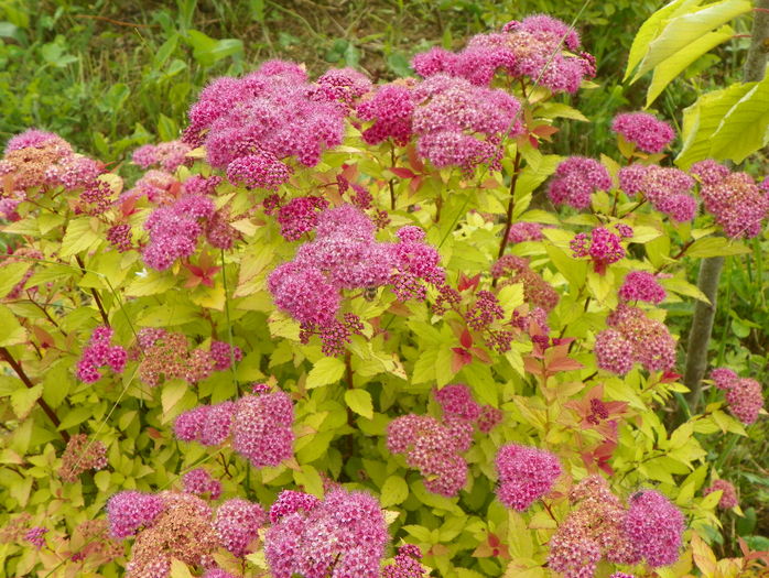 spiraea Magic Carpet