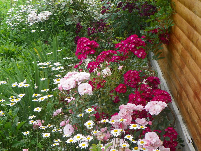 Red Ballerina si Bonica