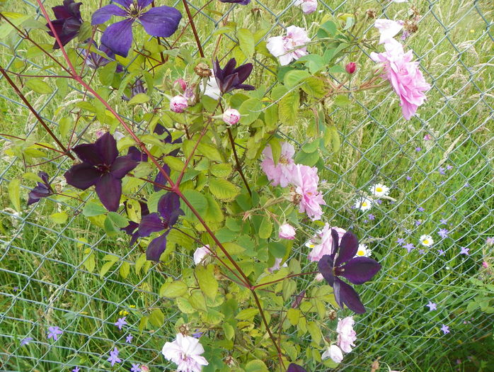 clematis Negritjanka si Kazanlak