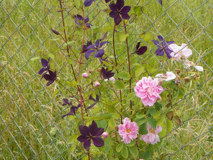 clematis Negritjanka si Kazanlak