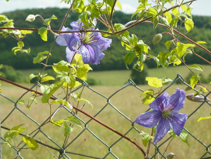 clematis Prince Charles