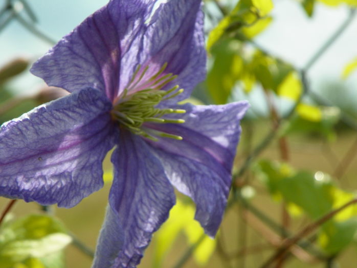 clematis Prince Charles