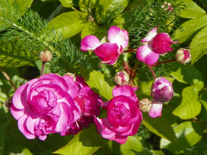 Rose Marie Viaud
