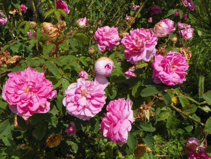 Ispahan