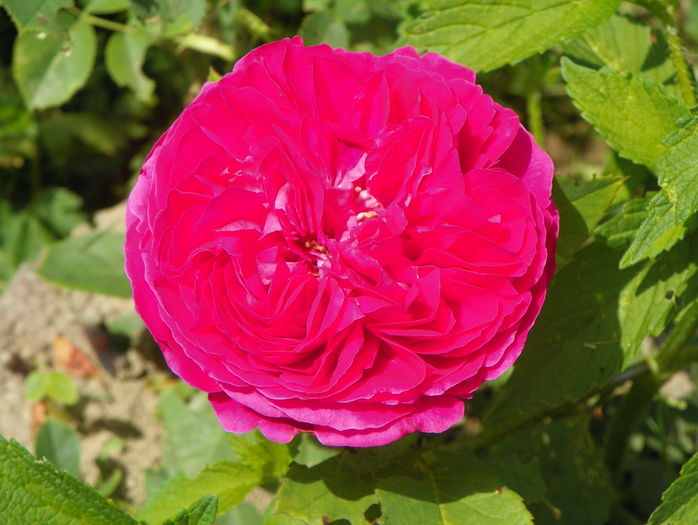 Souvenir de Mme. de Corval