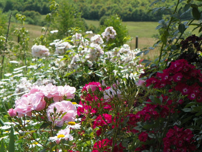 Red Ballerina, Bonica si Perennial Blush - Trandafiri 2016 2