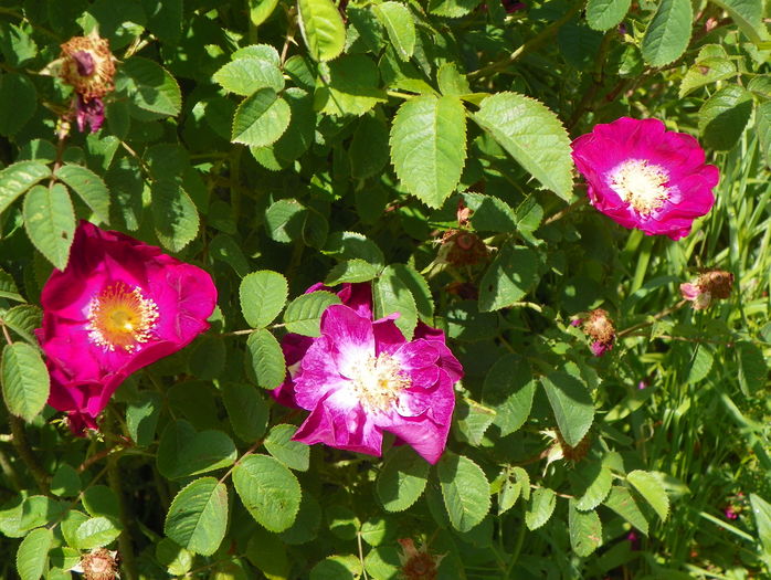 Violacea - Trandafiri 2016 2