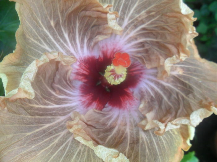 024 - tahitian french toast