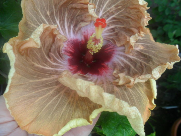 028 - tahitian french toast