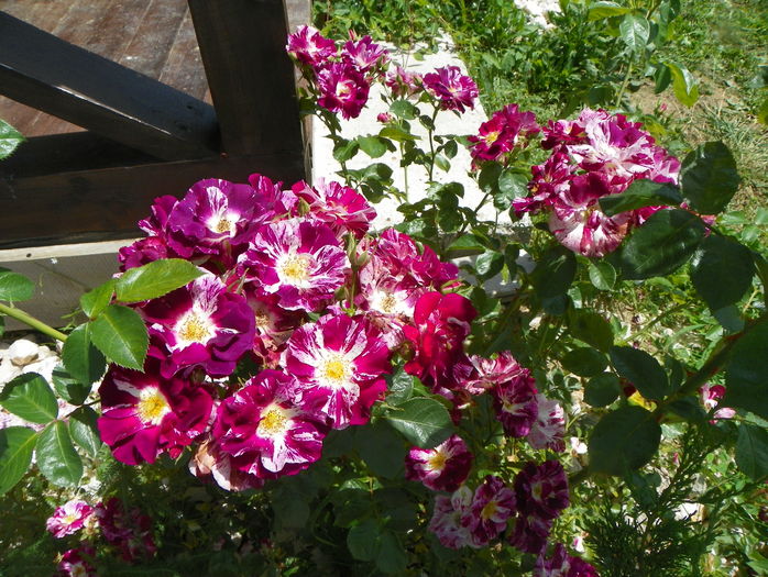 Purple Splash