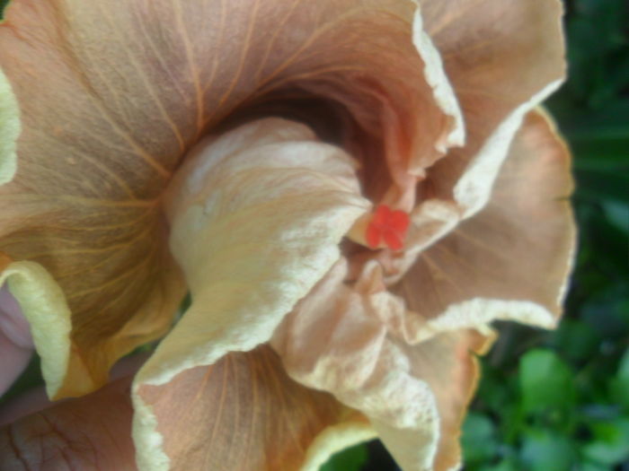 009 - hibiscusi 2016-1