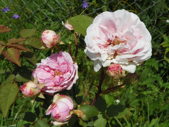Mme. Ernst Calvat