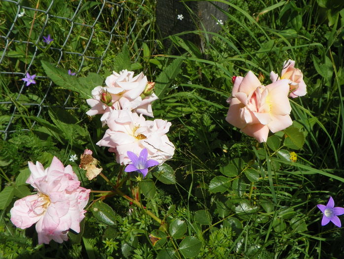 Morgengruss