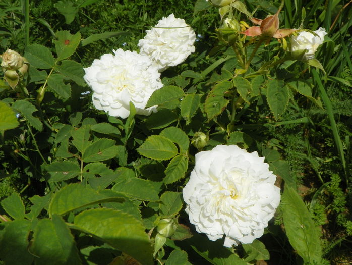 Mme. Legras de St. Germain
