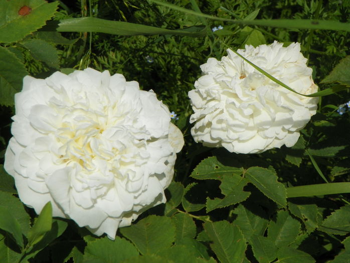 Mme. Legras de St. Germain