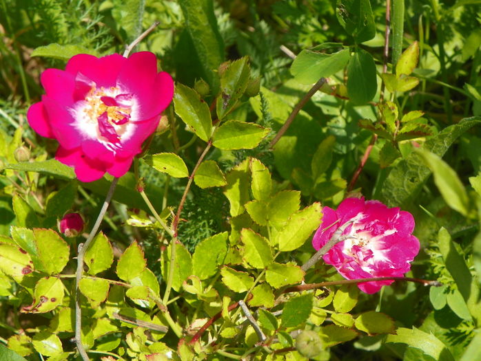 Super Excelsa