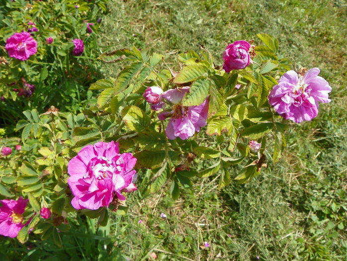 rosa damascena